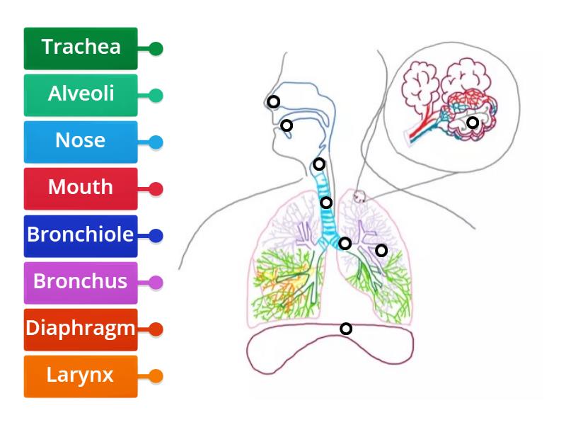 The Respiratory System - Labelled diagram