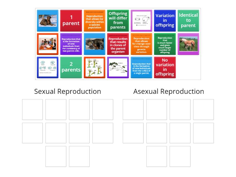 Sexual Vs Asexual Reproduction Group Sort 4502