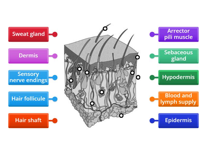 Structure of the skin exam revision - Labelled diagram