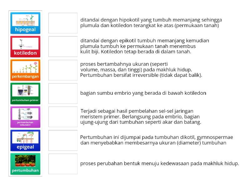 Pertumbuhan Dan Perkembangan Match Up