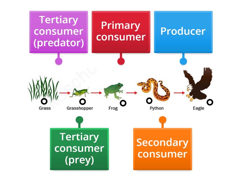 FOOD CHAIN LEVELS - Labelled diagram