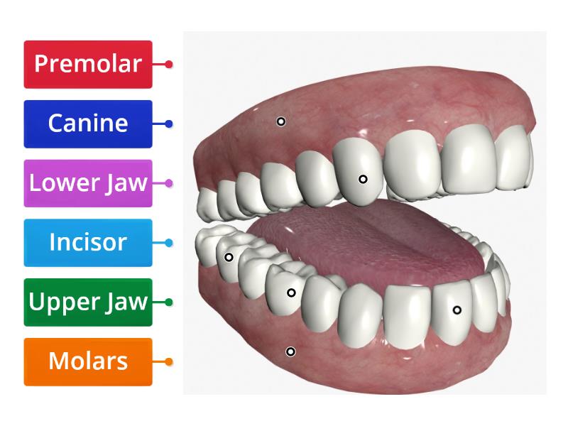 The Mouth - Labelled diagram