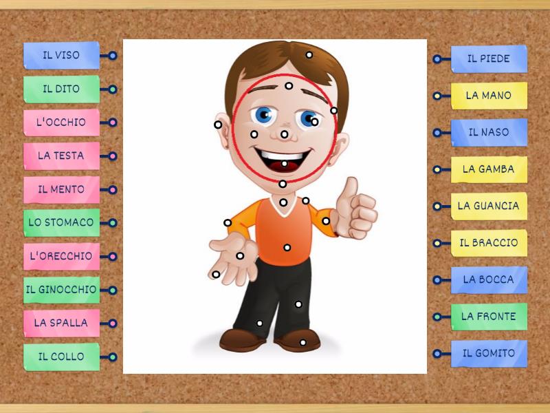IL CORPO UMANO - Labelled diagram