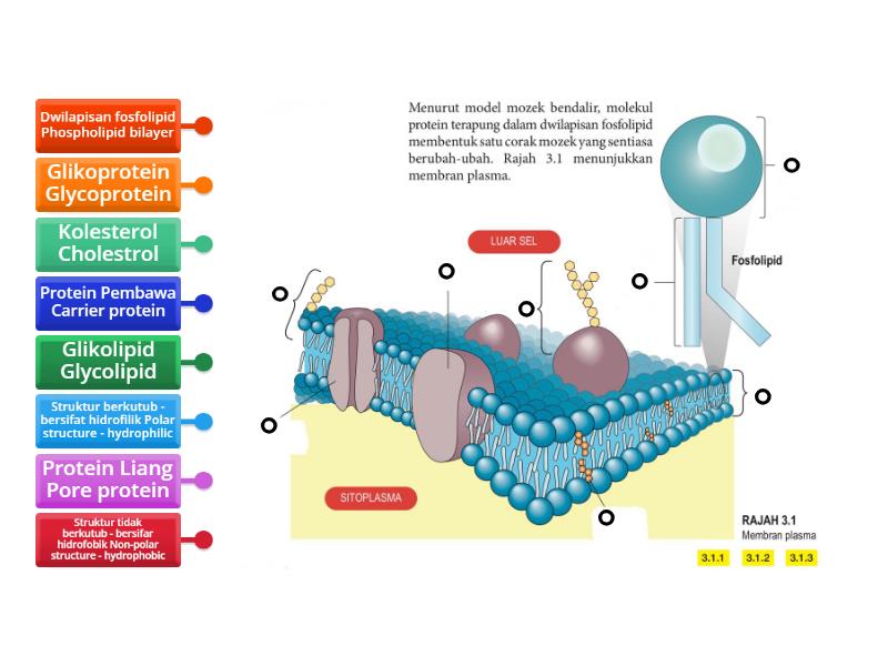 Struktur Membran Plasma Plasma Membrane Structure - Labelled diagram