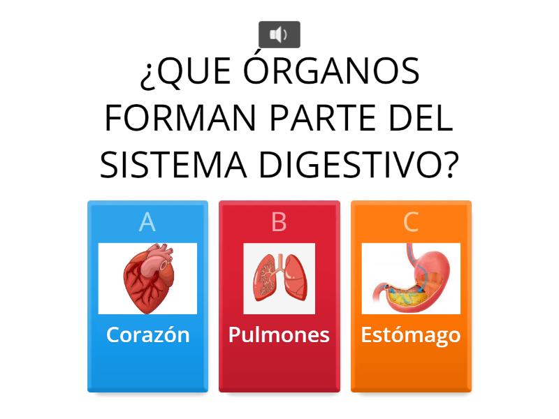 Sistemas Del Cuerpo Humano Quiz