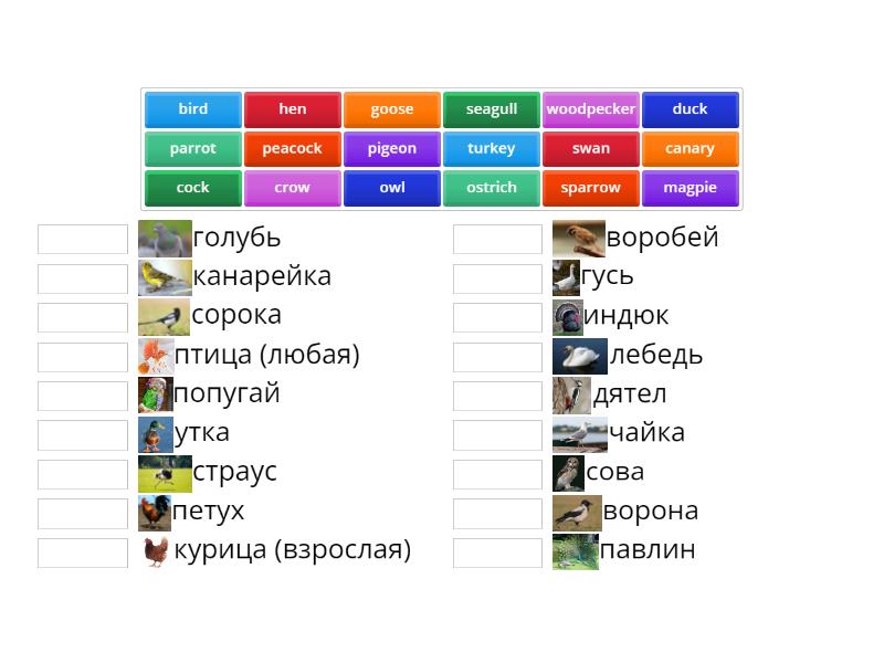 rainbow english 7 класс решебник