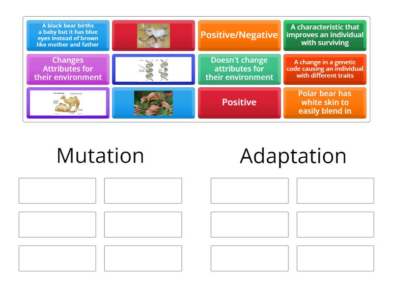 Evolution review Mutation/Adaptaion - Group sort