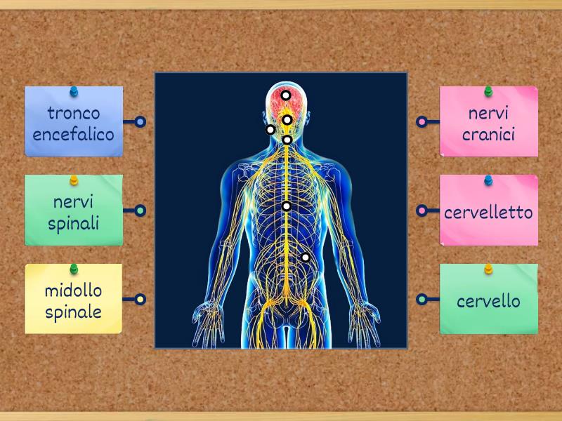 il sistema nervoso - Labelled diagram