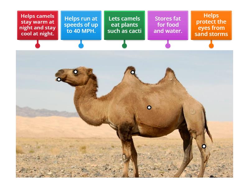 CAMEL - Labelled diagram