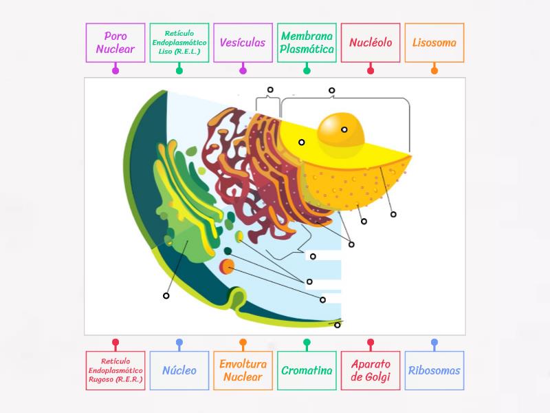 La Célula Animal: Los Orgánulos Celulares - Labelled Diagram