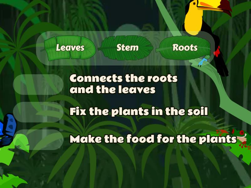 Parts of a plant - Match up