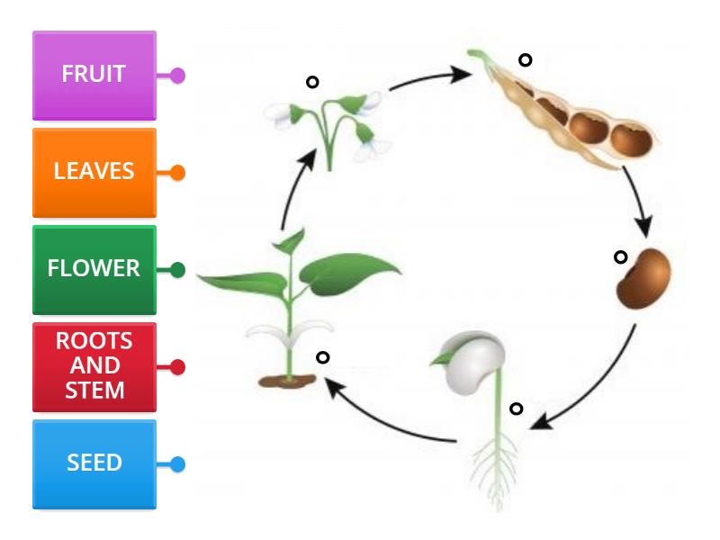 PLANT LIFE CYCLE - Labelled diagram