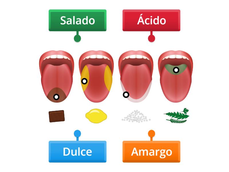 LAS PAPILAS GUSTATIVAS - Labelled diagram