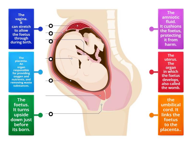 S2 Pregnancy - Labelled diagram