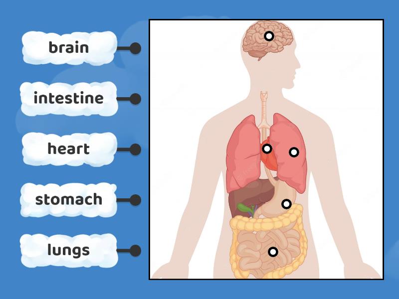 Human have organs - Labelled diagram