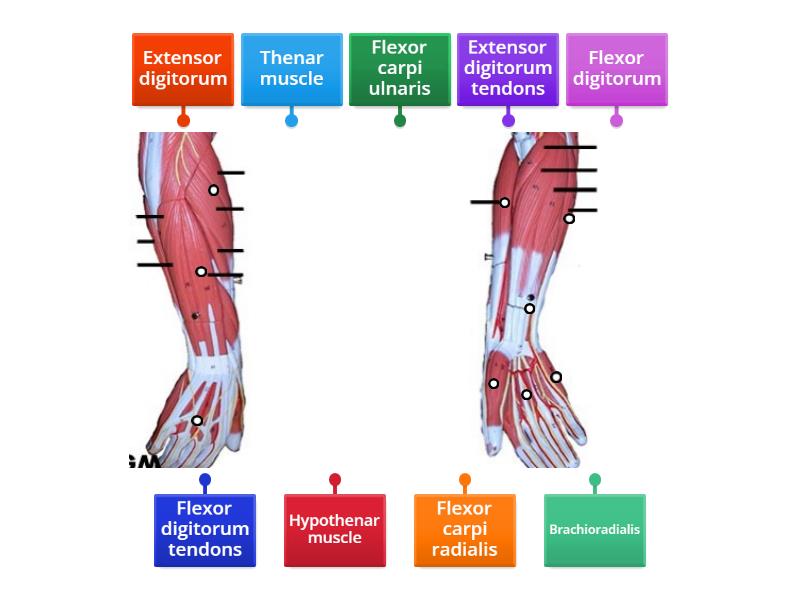 muscles-of-the-lower-arm-and-hand-labelled-diagram