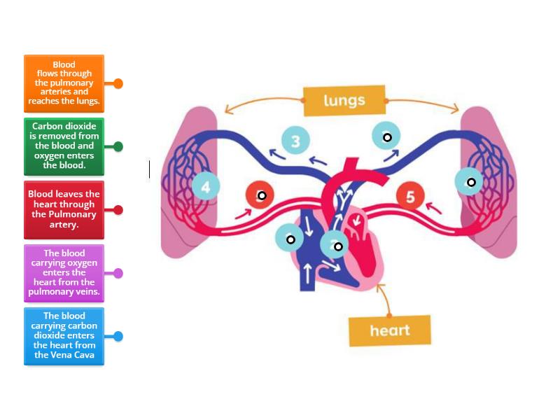 blood-circulation-in-heart-flowchart-in-14-steps