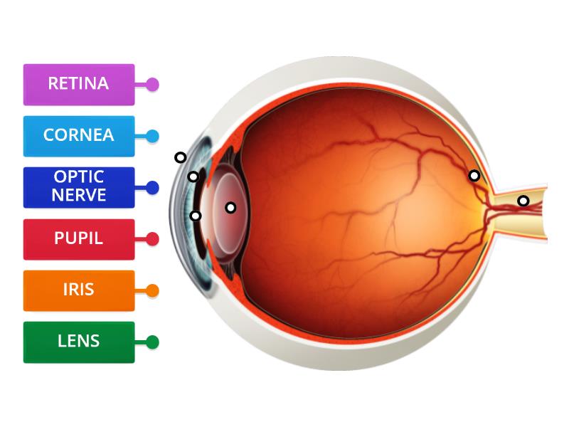 eye-parts-diagrama-con-etiquetas