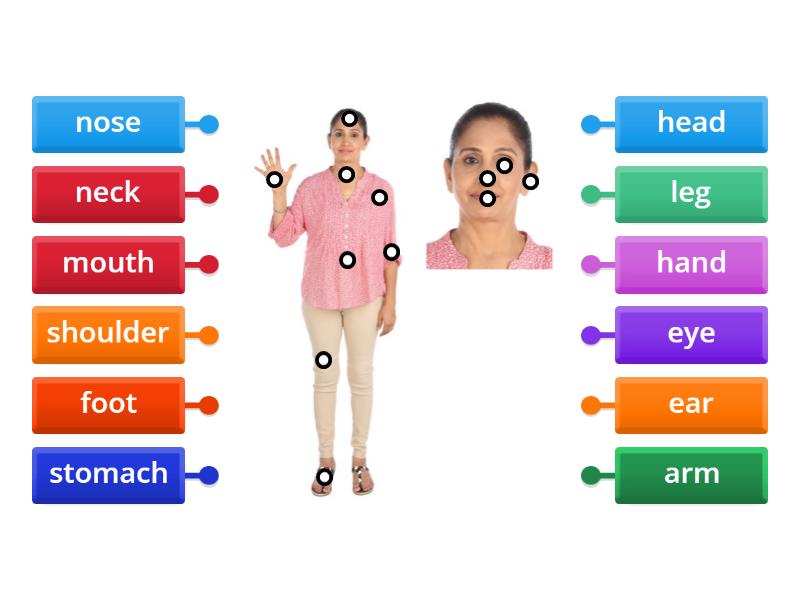 Body Parts Label 1 - Labelled Diagram