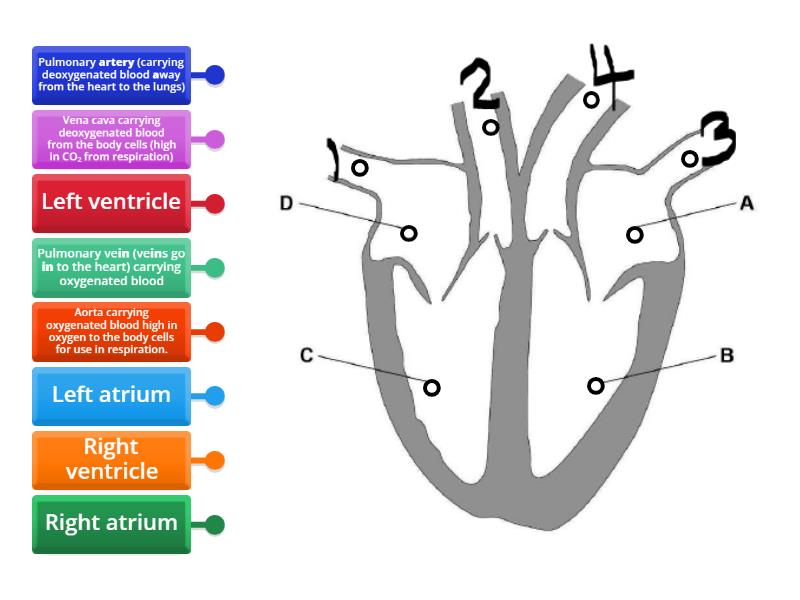 the-structure-and-function-of-the-heart-labelled-diagram