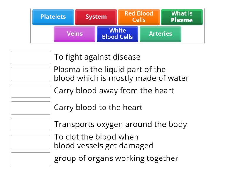 Circulatory System Match Up