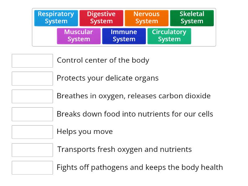 Body Systems - Main Functions - Match up