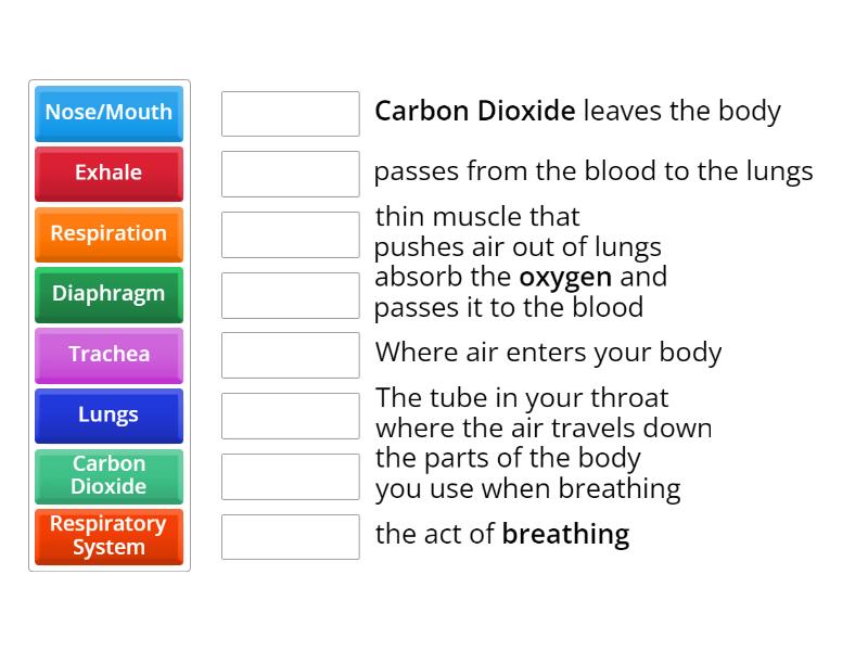 Unit 3: Respiratory System - Match up