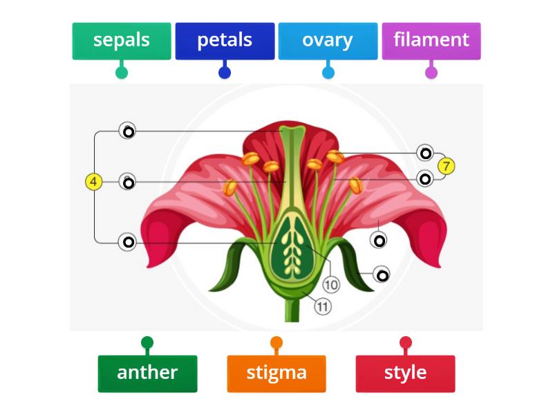 Flower Structure - Labelled diagram