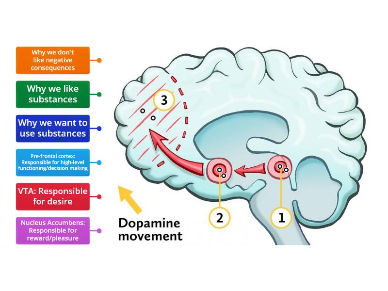 Addiction and the Brain - Labelled diagram