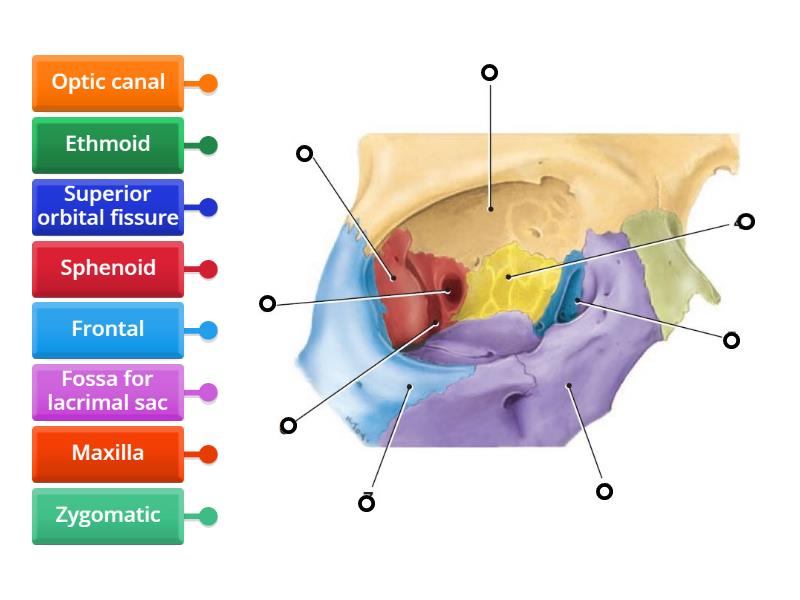 Bones of orbit - Labelled diagram