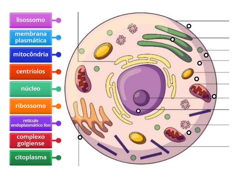 Célula Eucarionte Apm - 6 Anos - Labelled Diagram