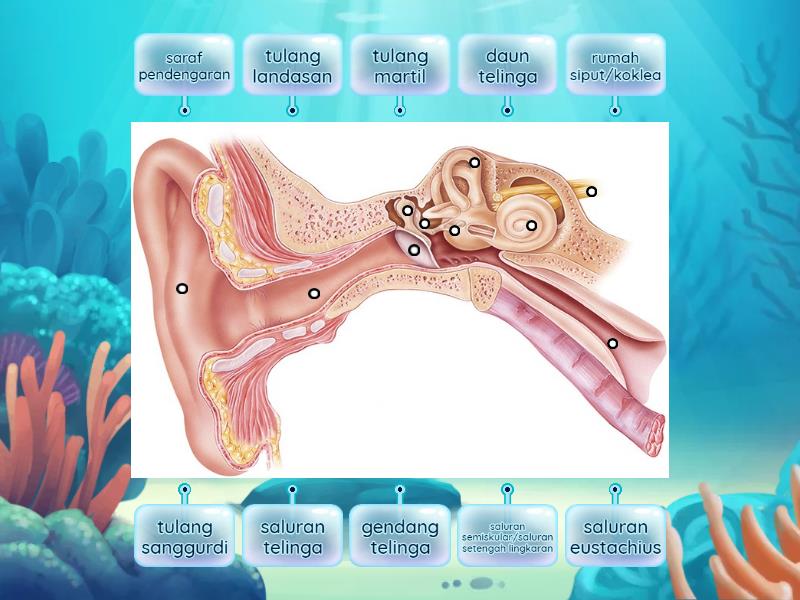 Bagian Bagian Telinga Dan Fungsinya Labelled Diagram