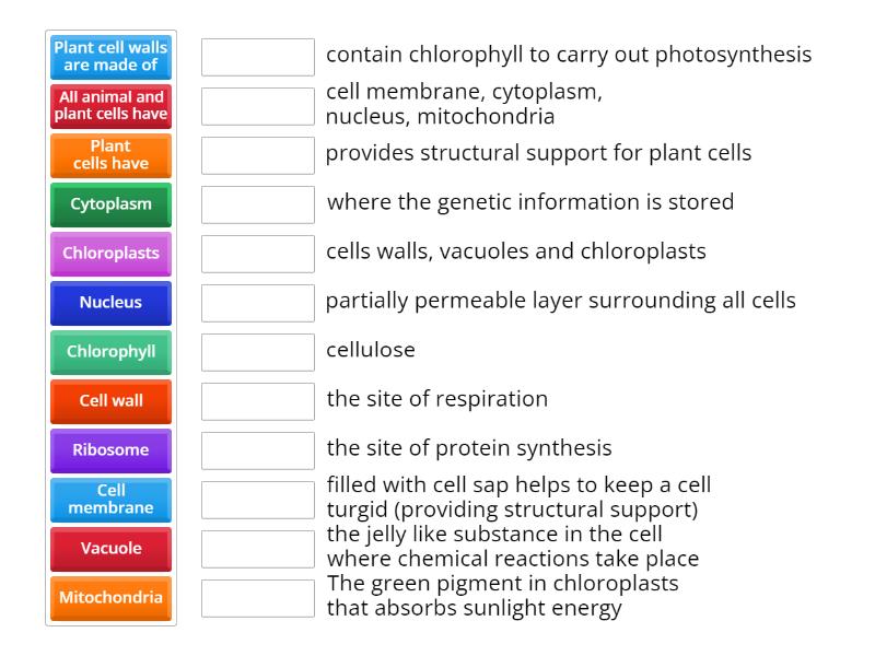 1 Fundamental Biology Part 2 Cells - Match up