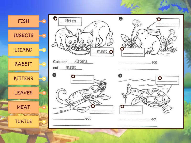 Pre-A1: Vocabulary: Pets and their food - Labelled diagram