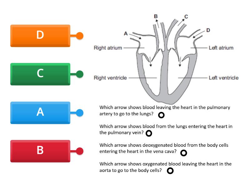 Blood vessels - Labelled diagram