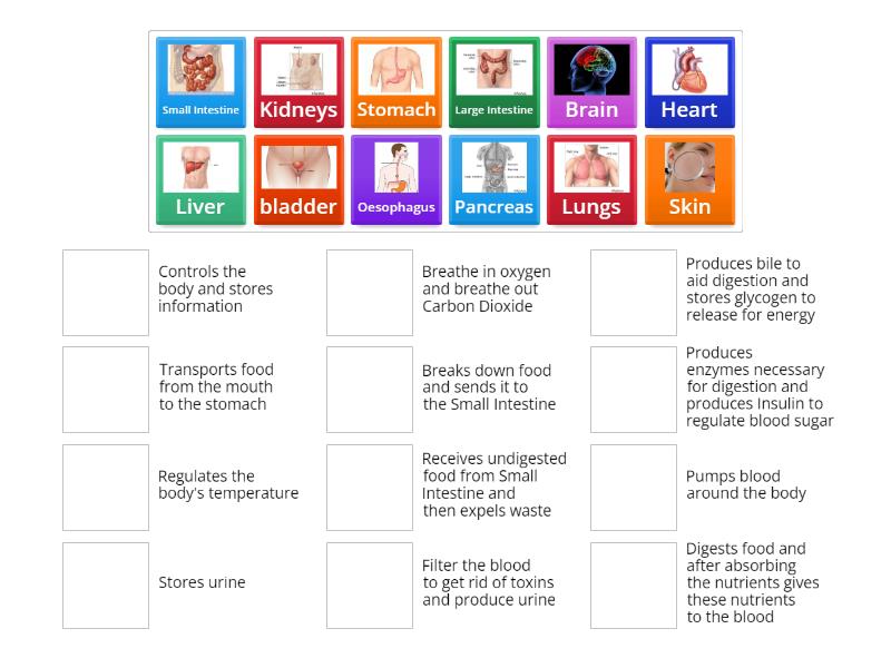 Organs and Functions - Match up