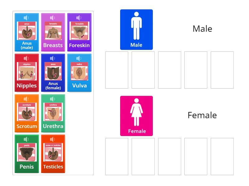 male-and-female-private-body-parts-sorting-activity-group-sort