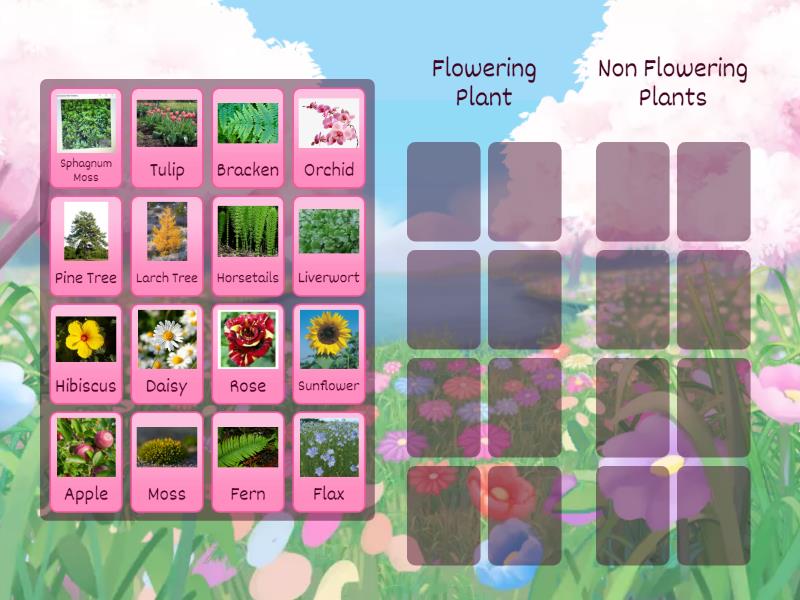 Plant Classification P.4 - Group sort