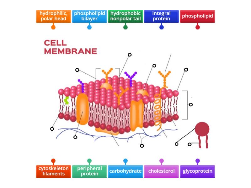 Cell Membrane Structure - Labelled diagram