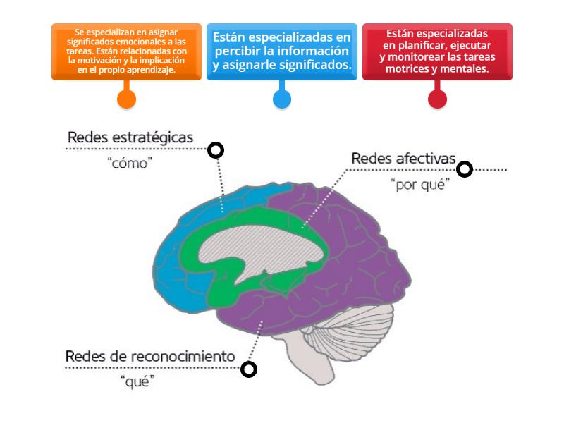 Redes cerebrales - Labelled diagram