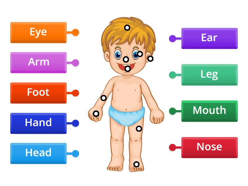 Body Parts - Labelled diagram