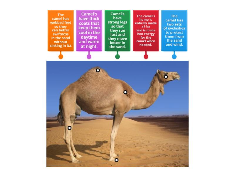 Camel - Labelled diagram