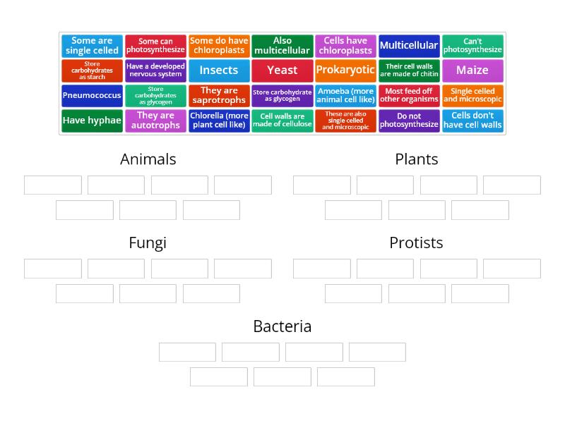 5 kingdoms of life in order