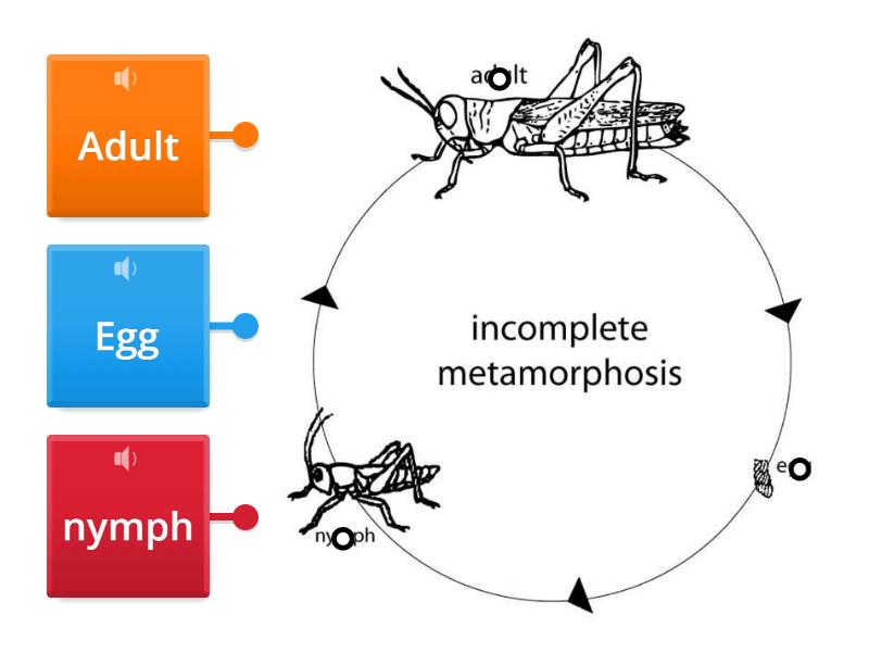 life-cycles-inheritance-and-traits