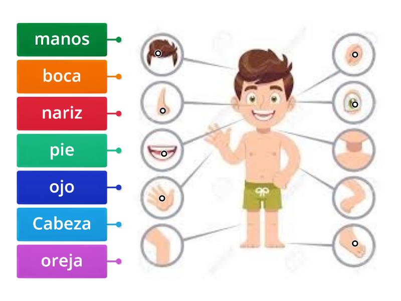 Partes Del Cuerpo Humano. - Labelled Diagram