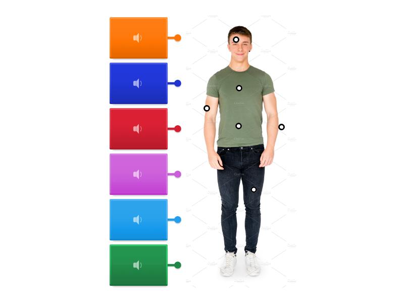 19. Body: labelling body parts - Labelled diagram