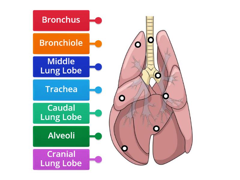 Canine Lungs - Diagrama con etiquetas