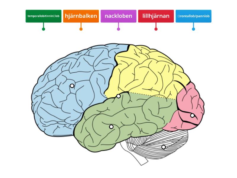 Hjärnan - Labelled diagram