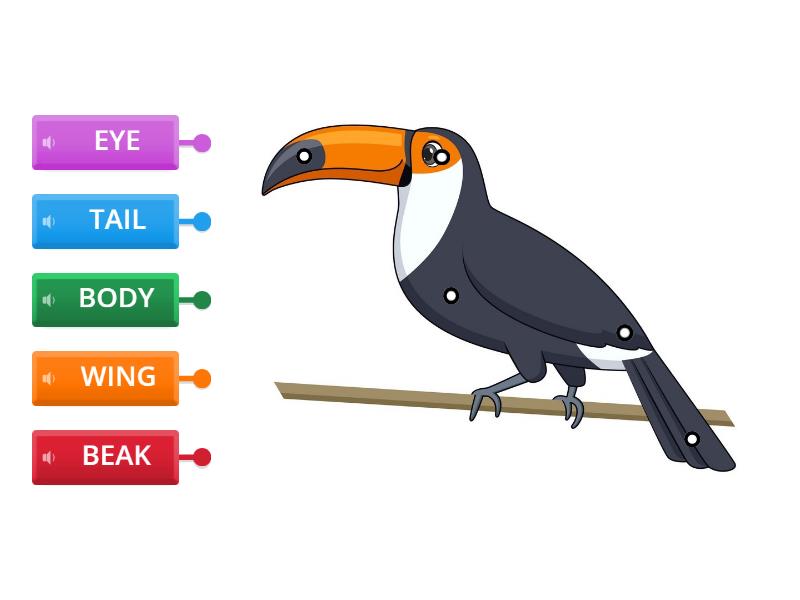 Parts of the body - Toucan - Labelled diagram