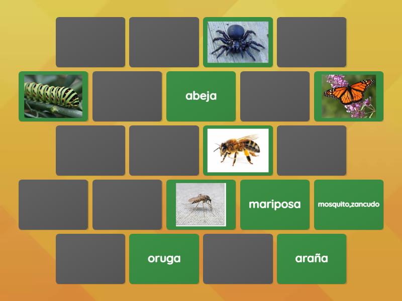 Bugs/Bichos (Concentration) - Matching pairs